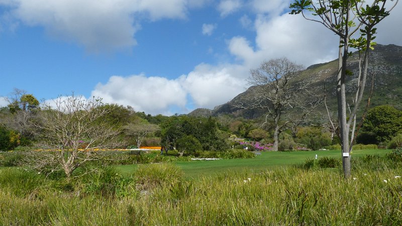 (3) The Namaqualand Daisies.JPG - Kirstenbosch National Botanic Garden